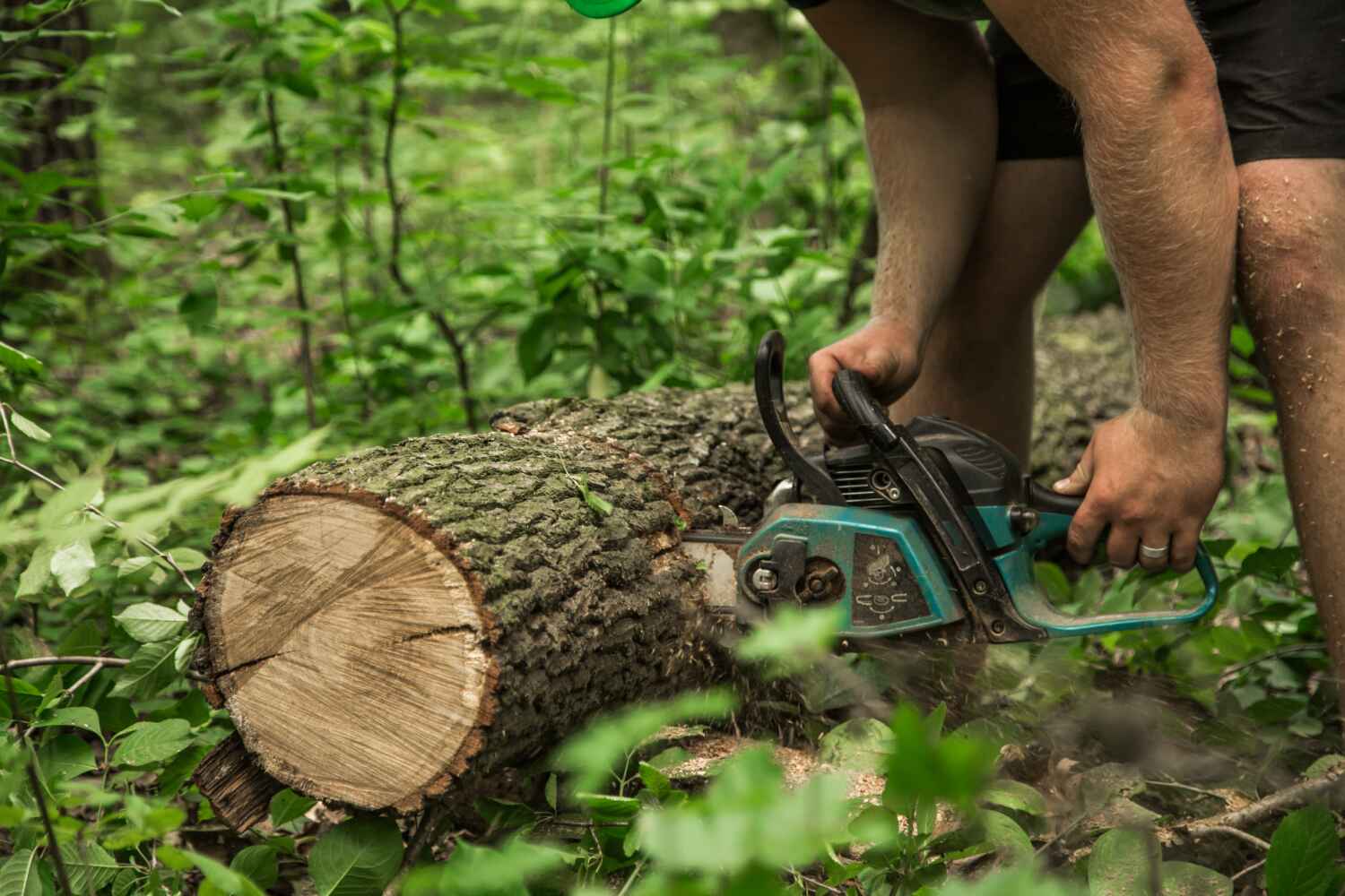 Best Large Tree Removal  in Luling, TX